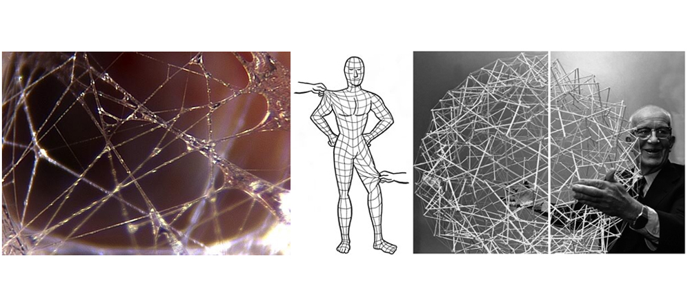 composición y estructura de la fascia